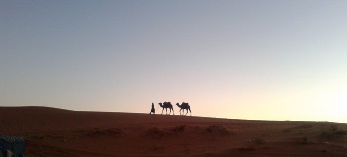 верблюды в пустыне